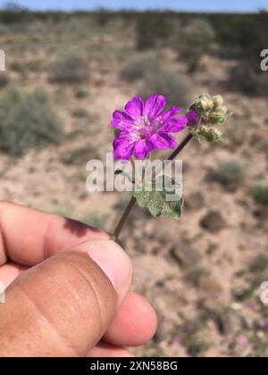 Mulini a vento trainanti (Allionia incarnata) Plantae Foto Stock