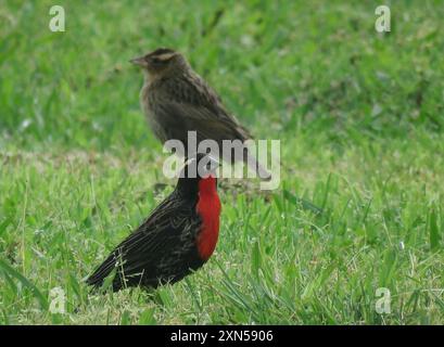 Meadowlark (Leistes superciliaris) Aves con broccia bianca Foto Stock