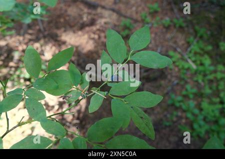 Plantae di mirtillo a foglia ovale (Vaccinium ovalifolium) Foto Stock