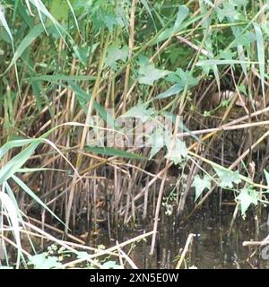 Oriental Reed Warbler (Acrocephalus orientalis) Aves Foto Stock