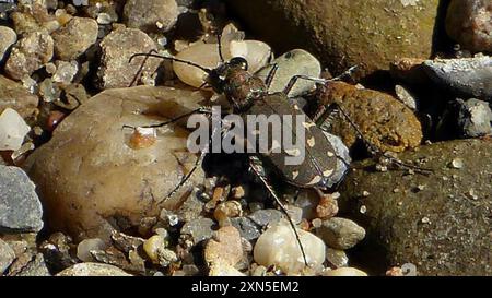 Twelve-spotted Tiger Beetle (Cicindela duodecimguttata) Insecta Foto Stock