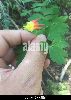 colonna rossa occidentale (Aquilegia elegantula) Plantae Foto Stock