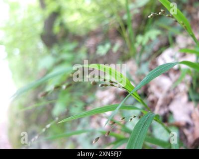 Wood Melick (Melica uniflora) Plantae Foto Stock