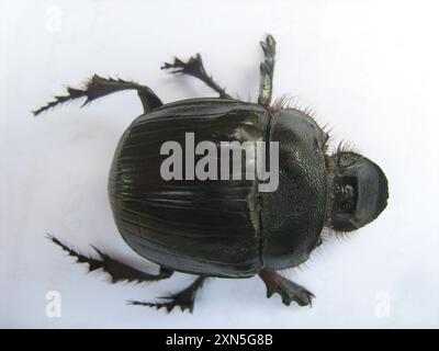 Coleotteri giganti (Heliocopris) Insecta Foto Stock