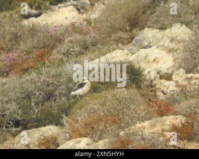 Eastern Black-eared Wheatear (Oenanthe melanoleuca) Aves Foto Stock