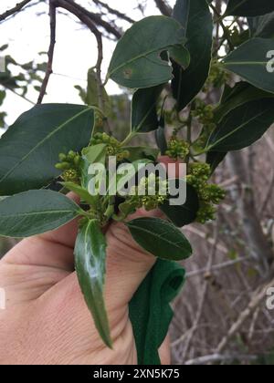 Spina dorsale mediterranea (Rhamnus alaternus) Plantae Foto Stock