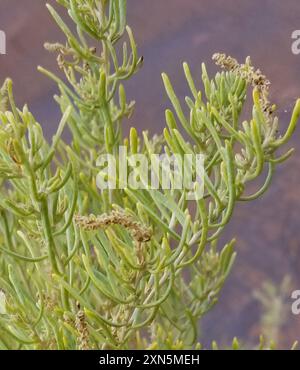 Greasewood (Sarcobatus vermiculatus) Plantae Foto Stock