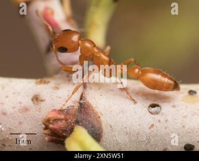 Apache Twig Ant (Pseudomyrmex apache) Insecta Foto Stock