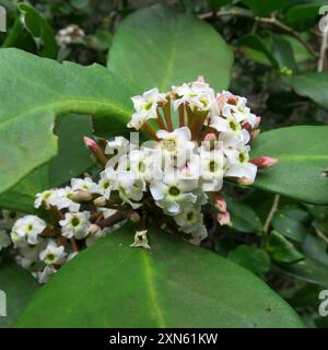 Veleno bushmans (Acokanthera oppositifolia) Plantae Foto Stock