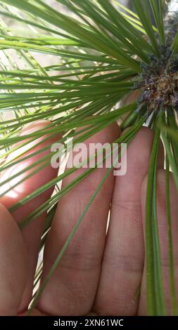 Pino Chihuahuan (Pinus leiophylla chihuahuana) Plantae Foto Stock