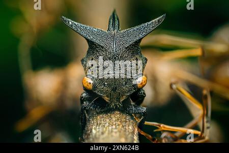 Centrotus cornutus, thorn-hopper è una specie di Treehoppers sul ramo degli alberi Foto Stock