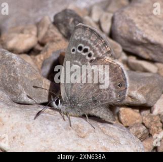 Reakirt's Blue (Echinargus isola) Insecta Foto Stock