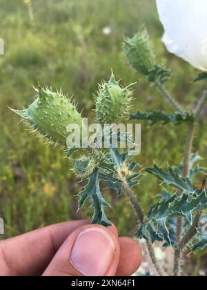 Papavero pungente del sud-ovest (Argemone pleiacantha) Plantae Foto Stock