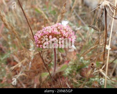 sonoma Spineflower (Chorizanthe valida) Plantae Foto Stock