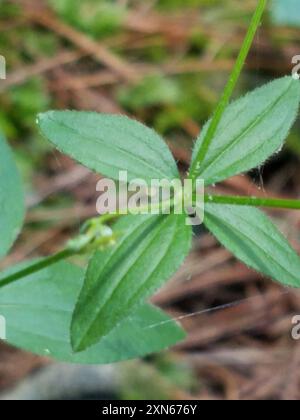 Cannuccia di liquirizia (Galium circaezans) Plantae Foto Stock