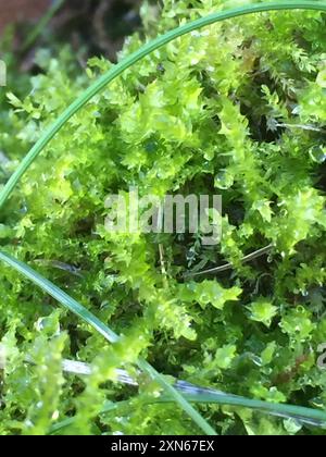 Muschio del collo dell'oca (Rhytidiadelphus) Plantae Foto Stock