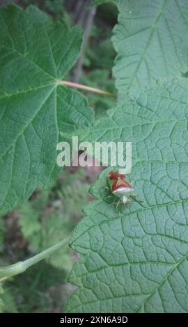 Insetto con protezione a croce rossa (Elasmostethus cruciatus) Insecta Foto Stock