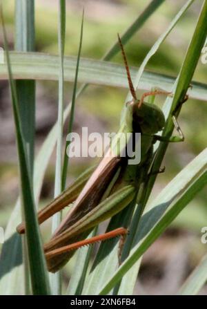 Mermiria (Mermiria bivittata) Insecta a due strisce Foto Stock