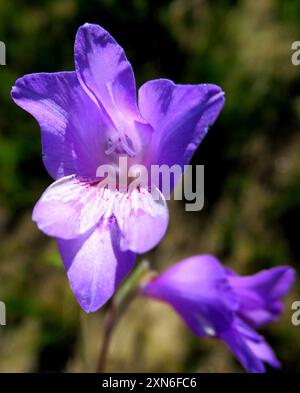 (Gladiolus carinatus carinatus) Plantae Foto Stock