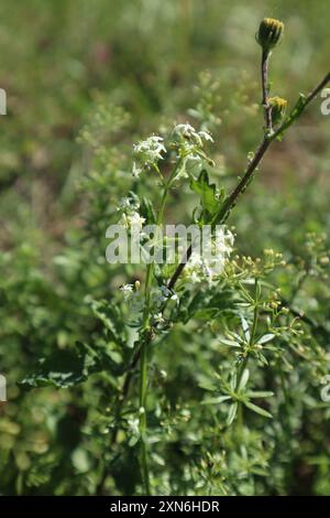 Hedge Bedstraw (Galium mollugo) Plantae Foto Stock