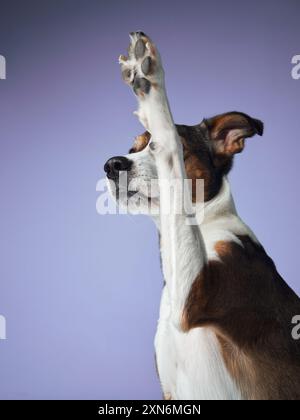 Un cane tricolore esegue un trucco, sollevando la zampa in alto contro uno sfondo viola, in un ambiente da studio Foto Stock
