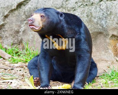 Affascinante e carismatico Orso Sole in una bellezza eccezionale. Foto Stock