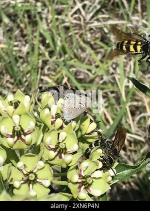 Reakirt's Blue (Echinargus isola) Insecta Foto Stock