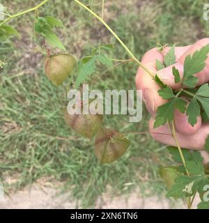 Piano della vite a palloncino inferiore (Cardiospermum halicacabum) Foto Stock