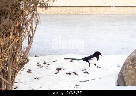 Un magpie, un uccello molto comune a Edmonton, trovato in un giardino innevato in Alberta, Canada Foto Stock