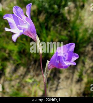 (Gladiolus carinatus carinatus) Plantae Foto Stock