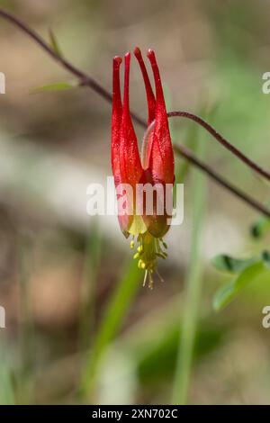 colonna rossa occidentale (Aquilegia elegantula) Plantae Foto Stock