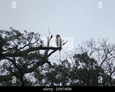 Chaco Eagle (Buteogallus coronatus) Aves Foto Stock