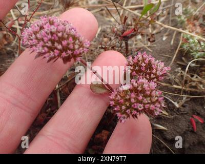 sonoma Spineflower (Chorizanthe valida) Plantae Foto Stock