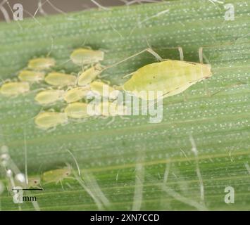 Rose Grain Aphid (Metopolophium dirhodum) Insecta Foto Stock