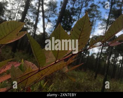 Veleno sumac (Toxicodendron vernix) Plantae Foto Stock