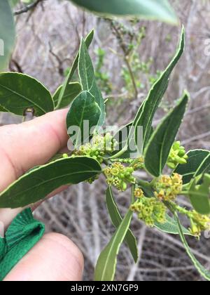 Spina dorsale mediterranea (Rhamnus alaternus) Plantae Foto Stock