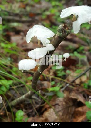 Fairy Parachutes (Marasmiellus candidus) funghi Foto Stock