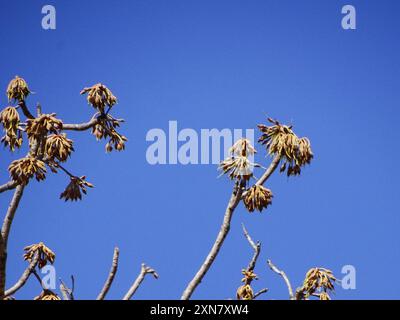 Mahua (Madhuca longifolia latifolia) Plantae Foto Stock