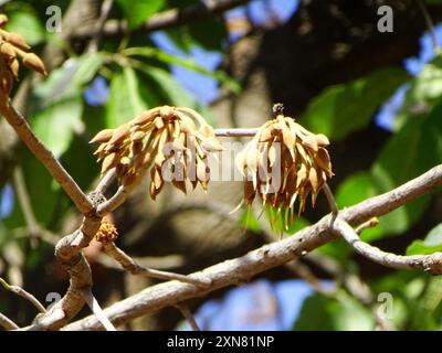 Mahua (Madhuca longifolia latifolia) Plantae Foto Stock