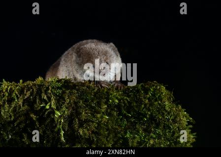 foraggiamento comune di rasoi per alimenti invertebrati di notte. Foto Stock