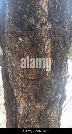 Pino Chihuahuan (Pinus leiophylla chihuahuana) Plantae Foto Stock