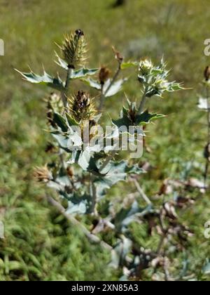 Papavero di cardo (Argemone polyanthemos) Plantae Foto Stock