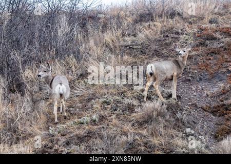 Due cervi muli in un affioramento roccioso a Drumheller, Alberta, Canada Foto Stock