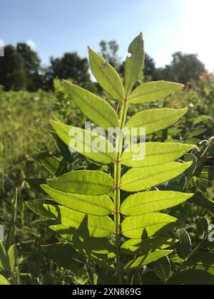 Brillante sumac (Rhus copallinum) Plantae Foto Stock