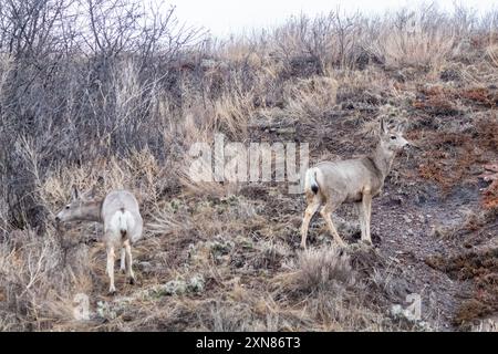 Due cervi muli in un affioramento roccioso a Drumheller, Alberta, Canada Foto Stock
