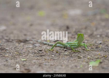 Casquehead Iguana seghettata (Laemanctus serratus) Reptilia Foto Stock