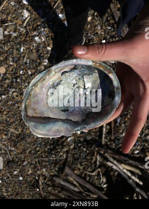 Blackfoot Paua (Haliotis iris) Mollusca Foto Stock