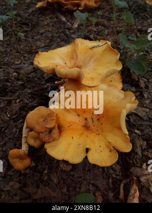 Funghi jack-o'-lantern (Omphalotus illudens) dell'America orientale Foto Stock