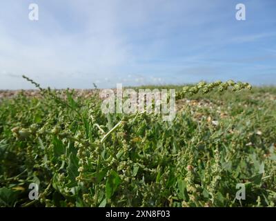 Babington's Orache (Atriplex glabriuscula) Plantae Foto Stock