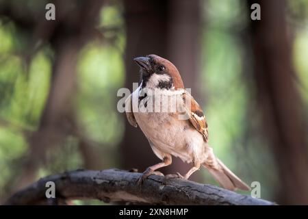 Passero maschile nel giardino (Passer montanus) Foto Stock